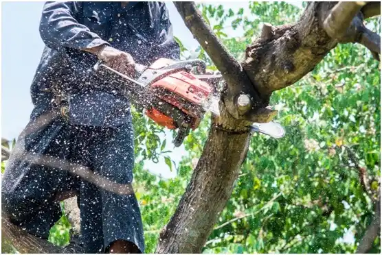 tree services Kerby